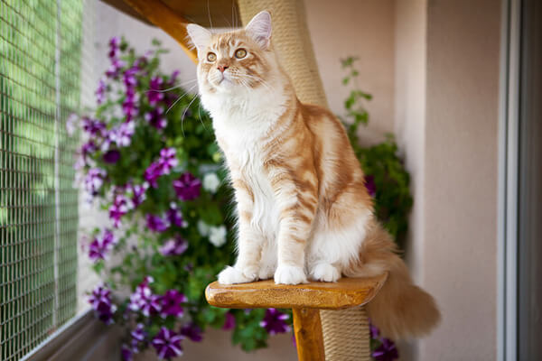 MOBILE VETERINARIAN IN WEBER COUNTY, UT MOBILE VETERINARIAN IN WEBER COUNTY, UT