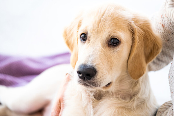Pet Euthanasia in Weber County, UT