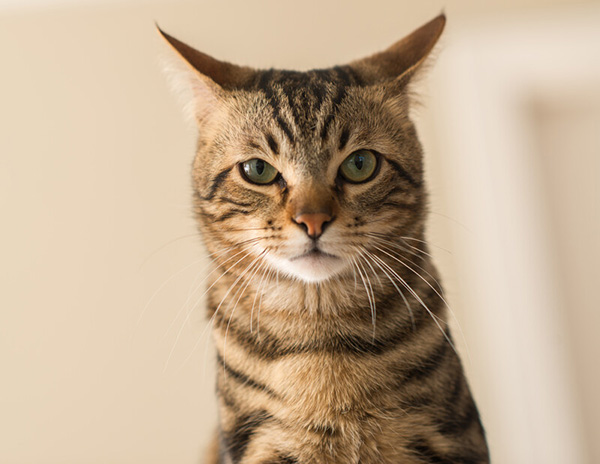 Weber County, UT Pet Euthanasia